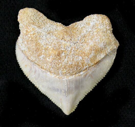 Nice Squalicorax (Crow Shark) Fossil Tooth #23480
